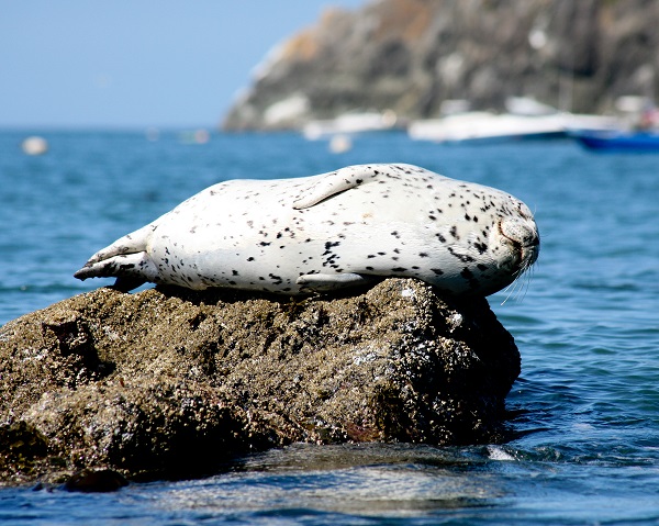 Harbor Seal