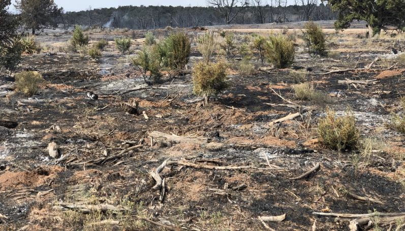 Alkali Ridge fire closeup showing burn scars