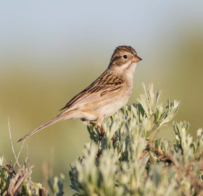 Bird Monitoring