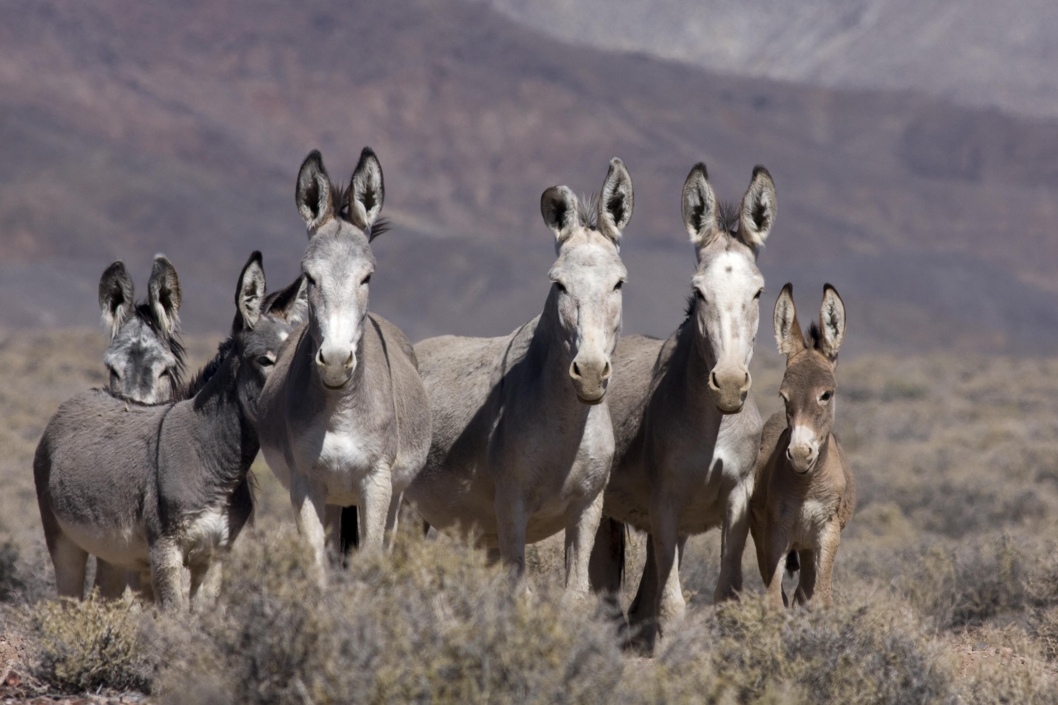 Wild Burros