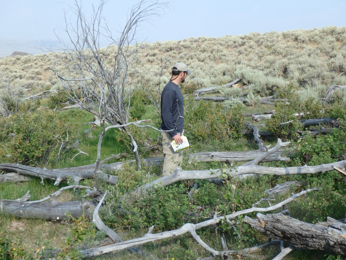 looking at the remnants of an aspen stand