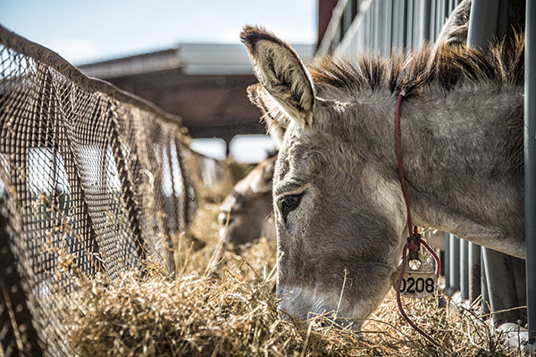 Wild Burros at the Ewing Wild Horse Facility