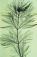 Eurasian Watermilfoil