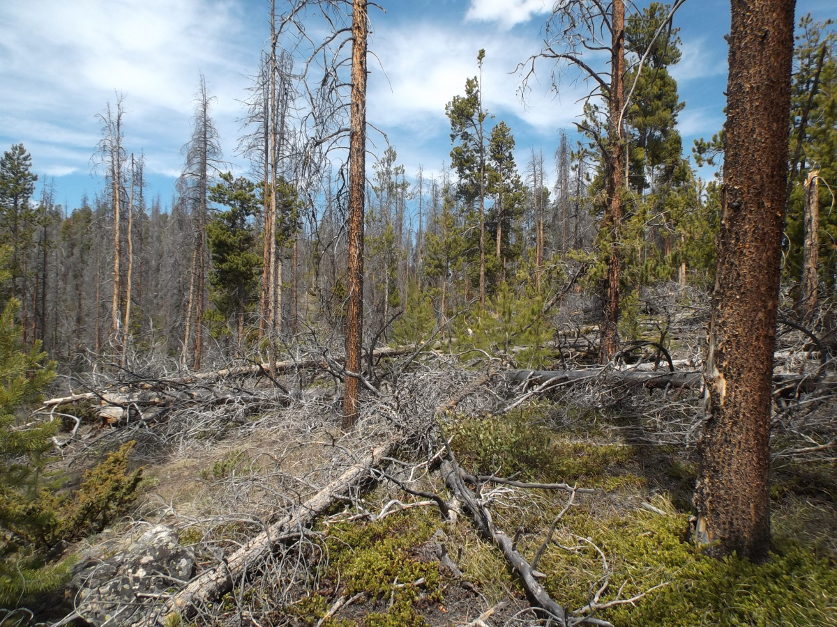 Forest with dead and down trees