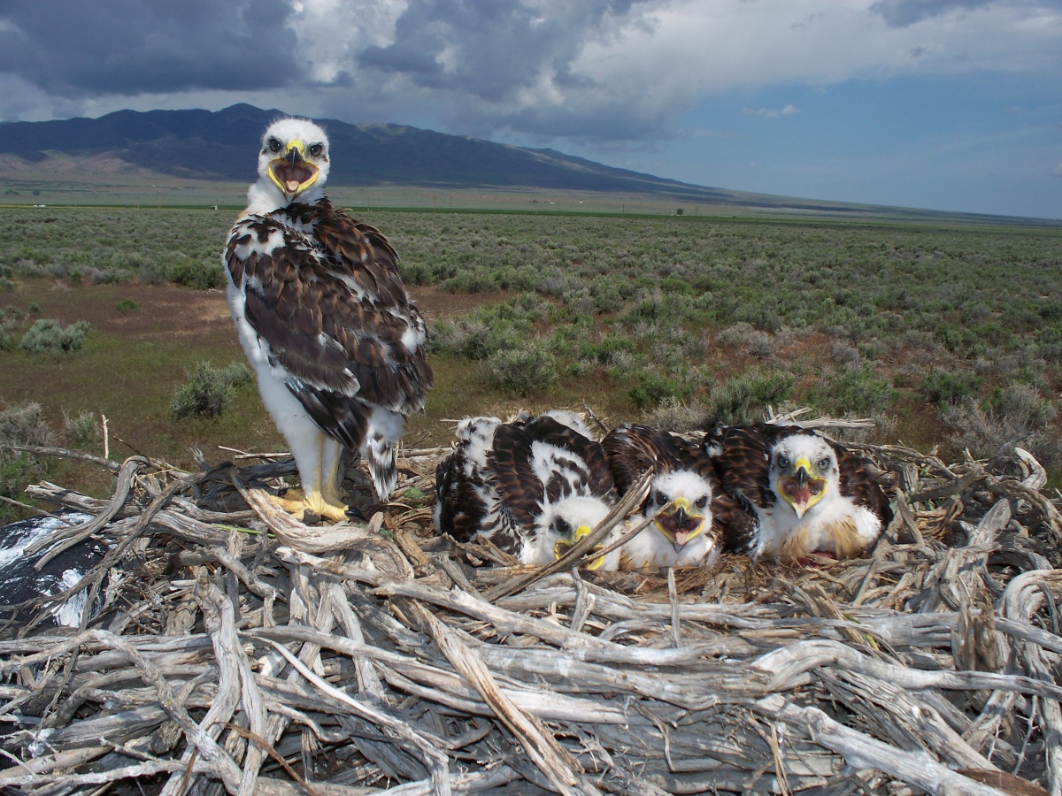 hawks looking at the camera