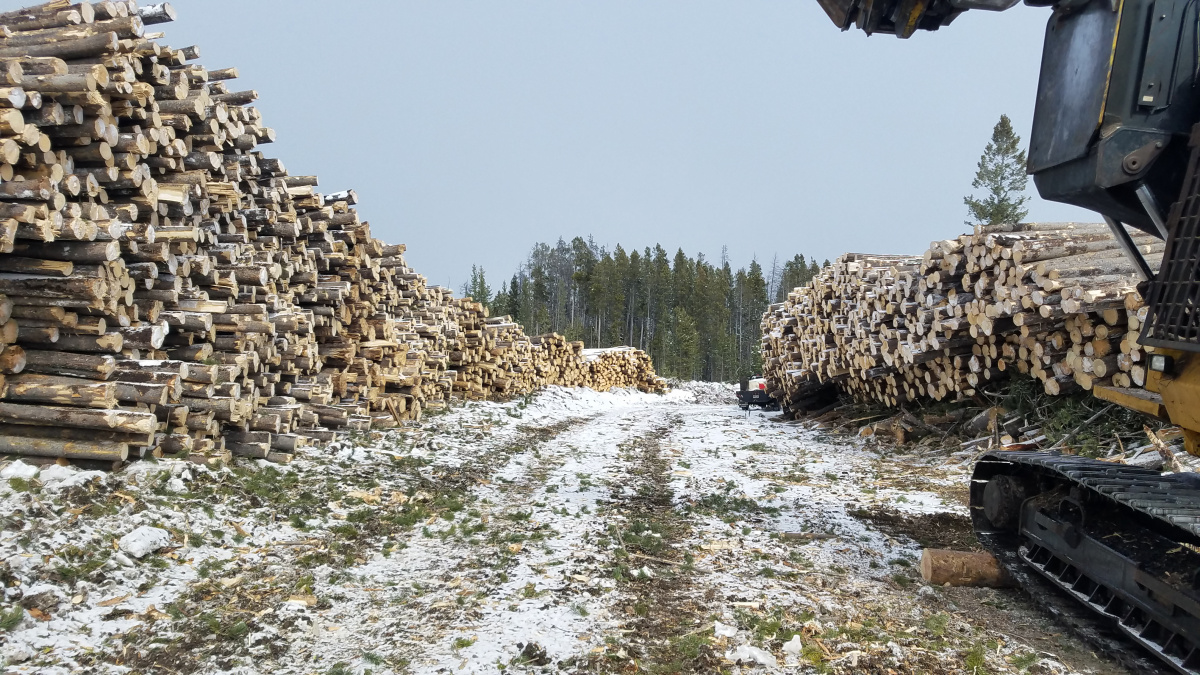 Piles of timber for sale