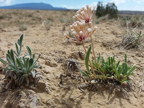 Tufted sand verbena (right) next to tawny Cryptantha (left) at Ball Ranch Area of Critical Environmental Concern.