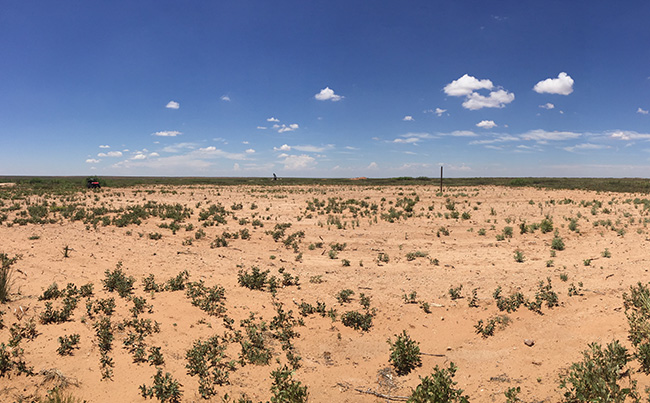 Native plants in the first stage of vegetative growth since reclamation. BLM photo.