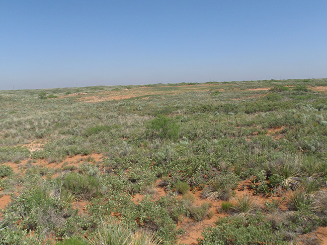 Yucca, Shinnery Oak, and various native shrub and grass species serve as evidence of successful reclamation efforts. BLM photo.