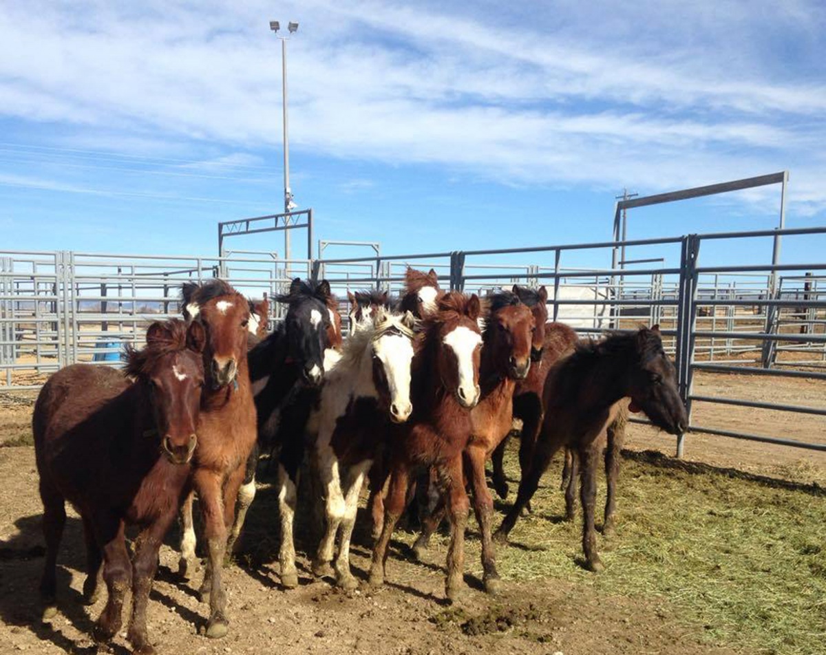 BLM cares for wild horses at the Boise Wild Horse Corrals while they await adoption or  return to the range. 