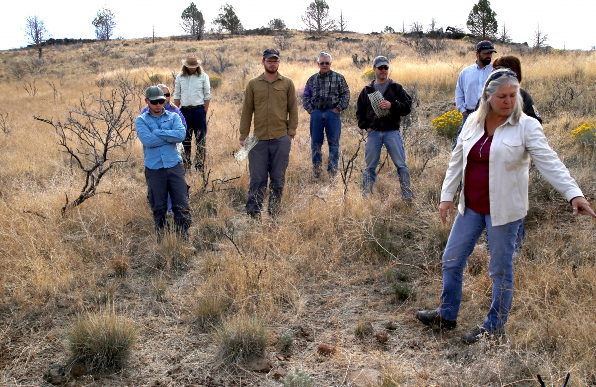 Valda Lockie, an ecologist with the BLM Eagle Lake Field Office, discusses the success rate at a site where bitterbrush seedlings were planted as part of the rehabilitation effort associated with the 2012 Rush Fire. Photo by Jeff Fontana, BLM