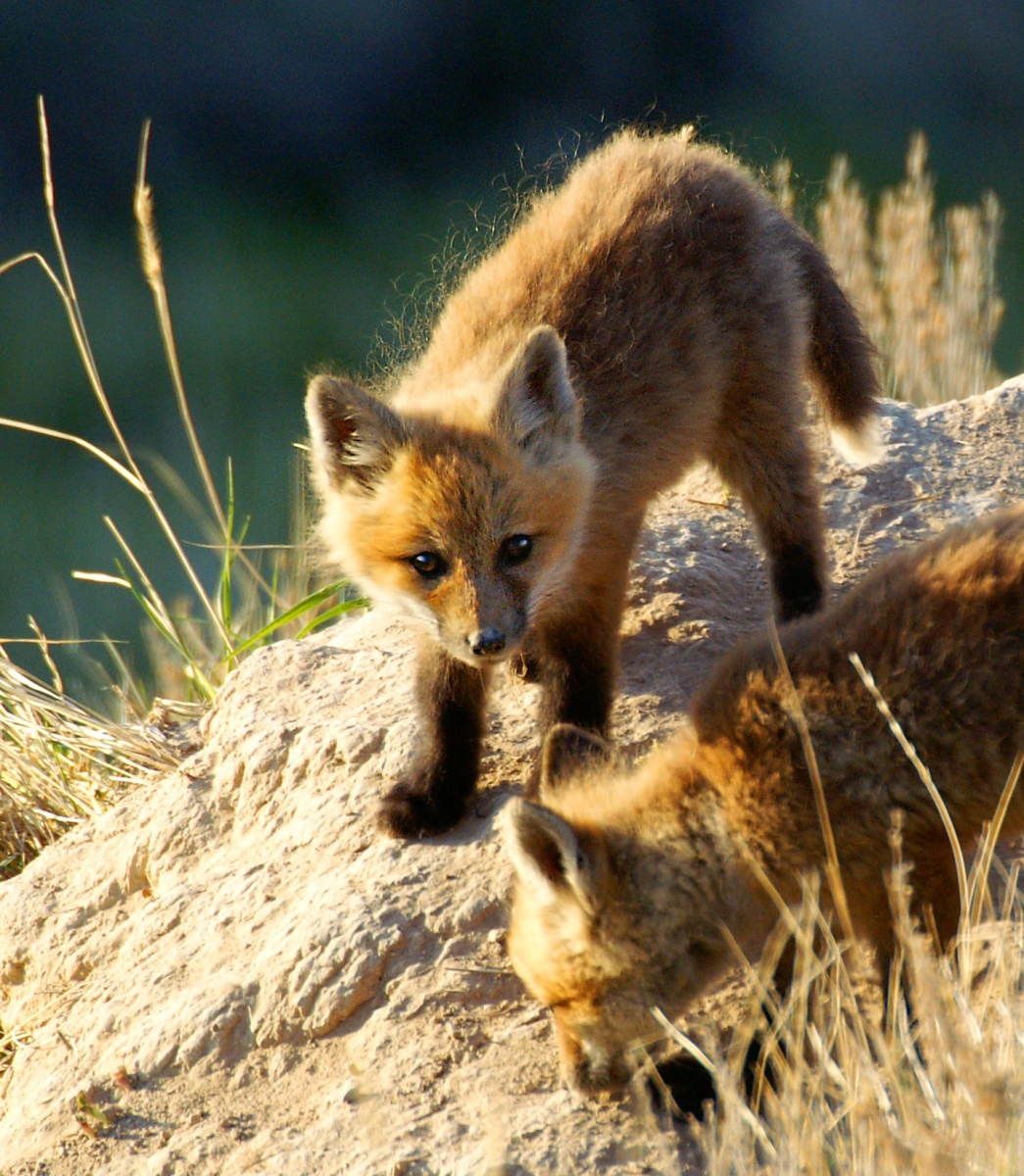 Fox kittens spotted near Pocatello West Bench, Idaho.  Photo by Jeff Kunick, BLM.