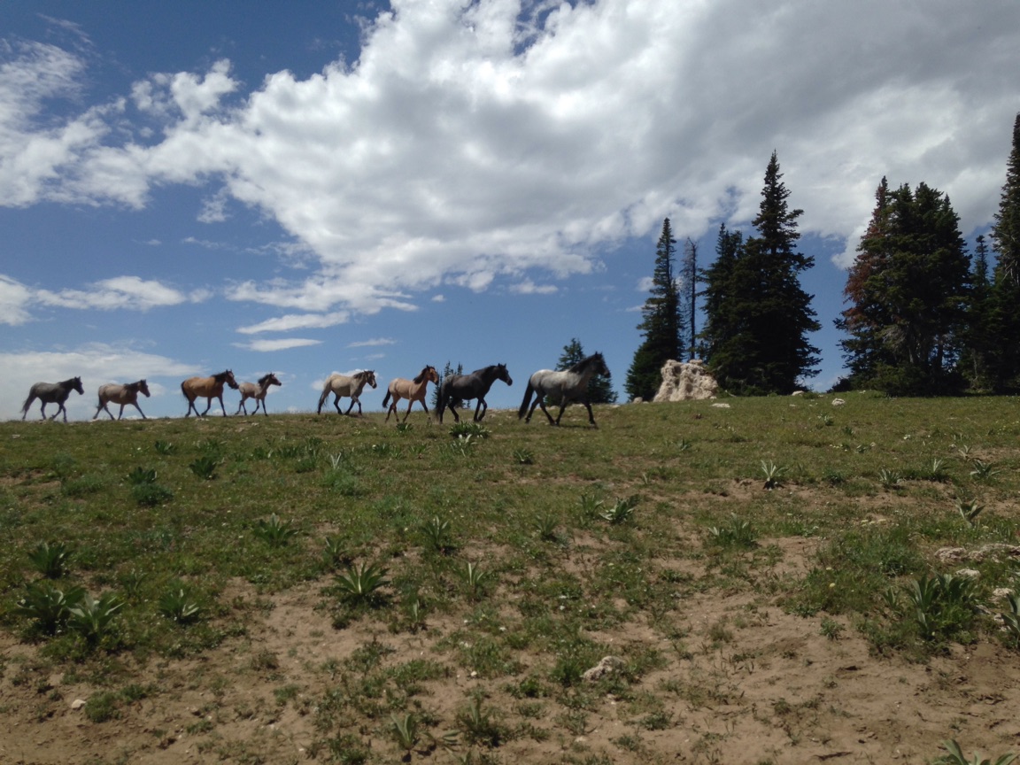 Pryor Mountains WSA