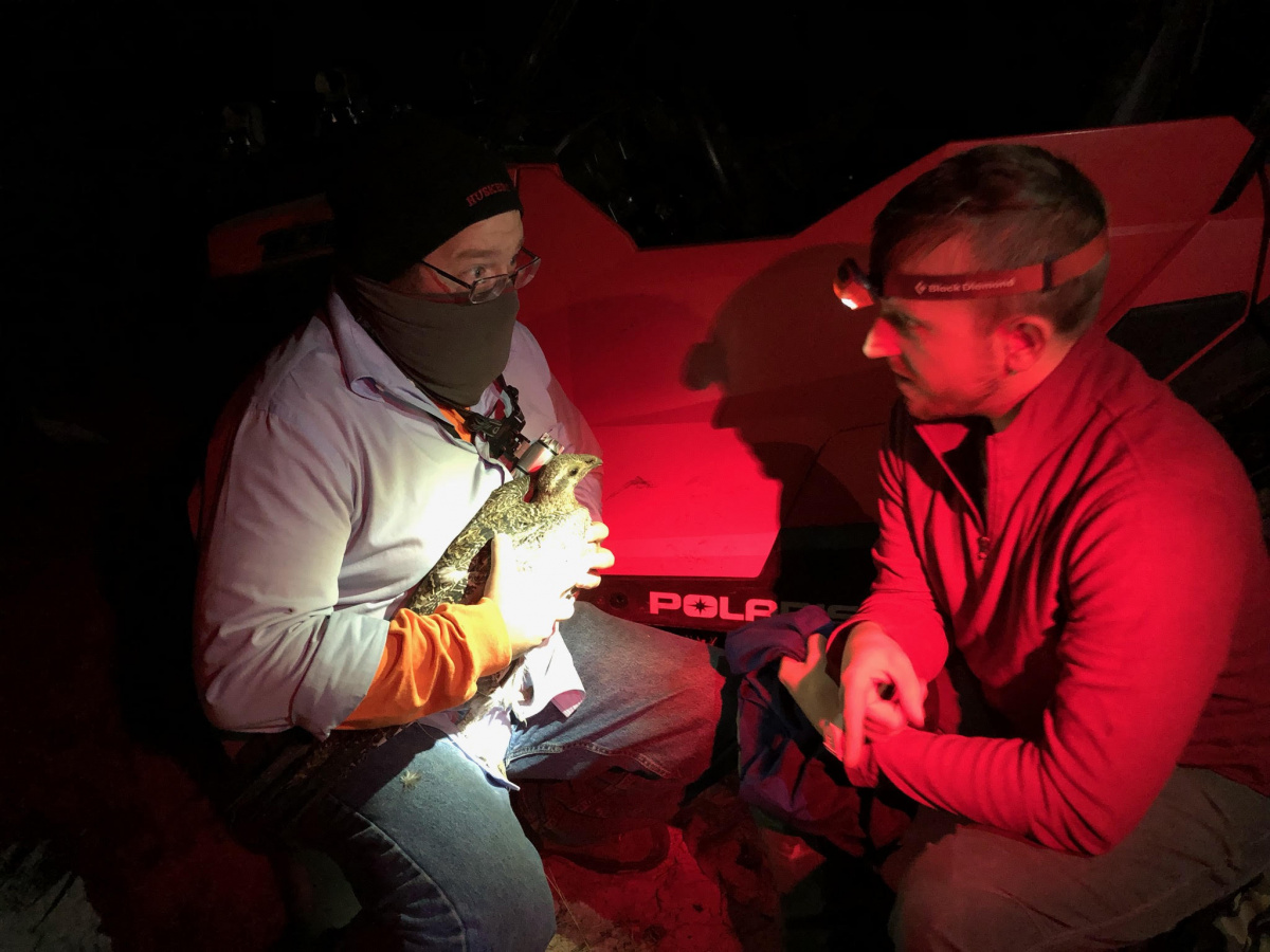 Sage Grouse Capture