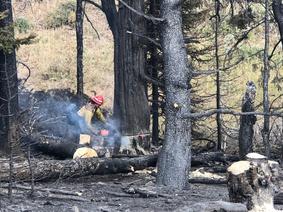 Sawing hazard trees