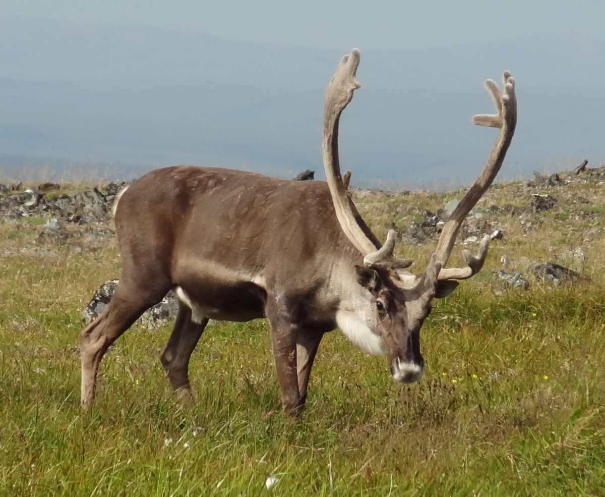 Seward Peninsula Reindeer. Photo by Laurie Thorpe.