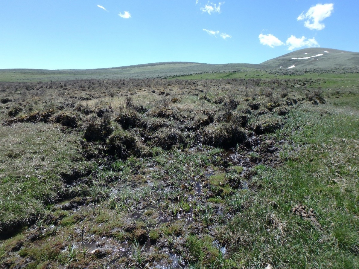 Wetlands in Montana