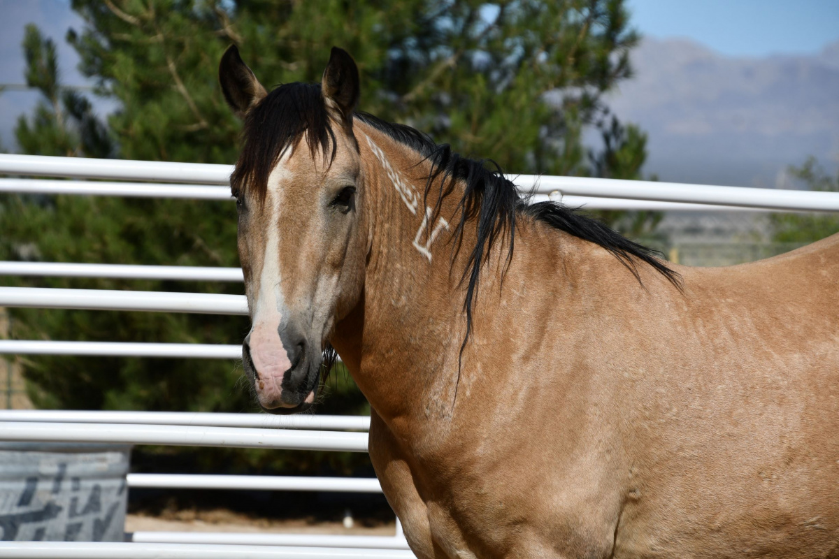 A buckskin horse. 