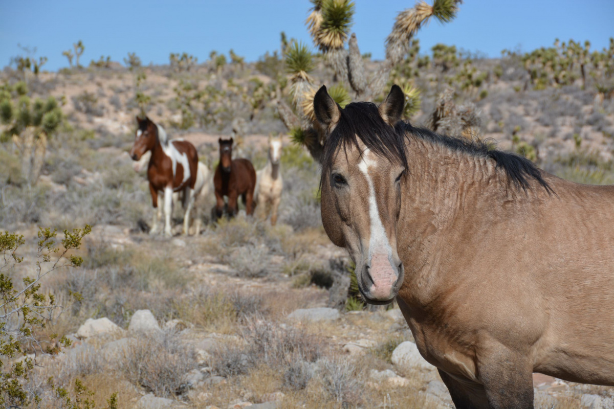  A horse with three horses in the background