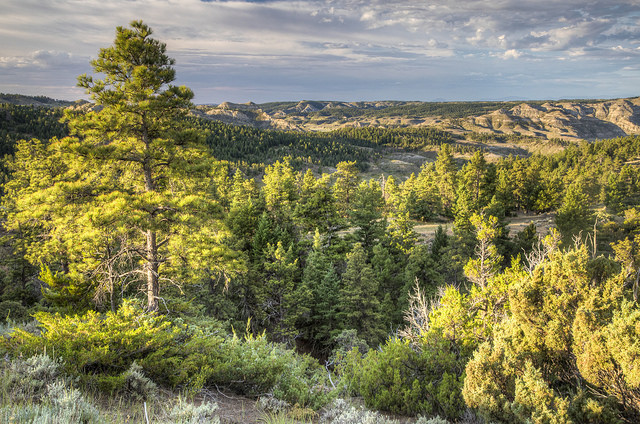 Evergreen trees growing on arid hills with brown mountains in the background. Upper Missouri Wild and Scenic River, Montana