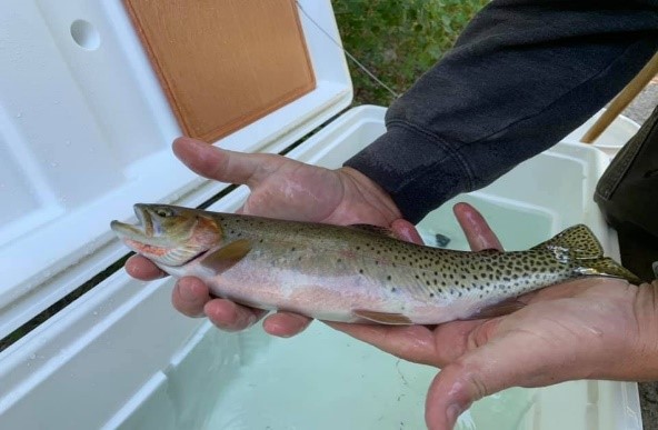 Westlope Cutthroat