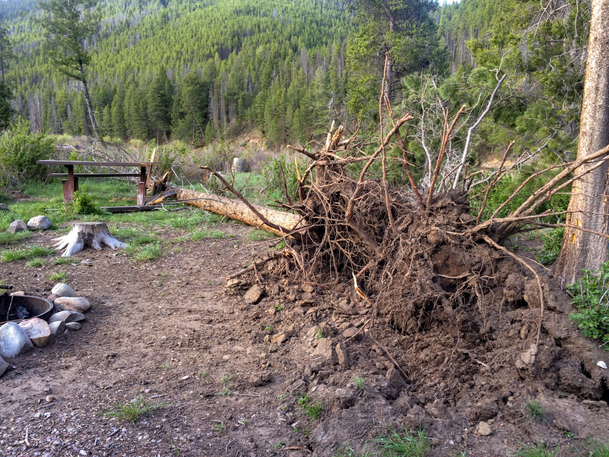 Wind Blown Tree