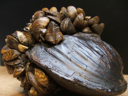 Zebra and Quagga Mussels