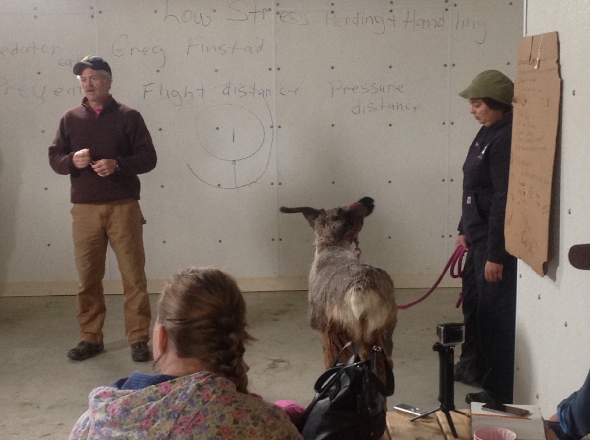 Dr. Greg Finstad of the University of Alaska Reindeer Research Program demonstrates reindeer herding techniques with help from herder Bonnie Davis and reindeer "Brownie". Photo by Laurie Thorpe.