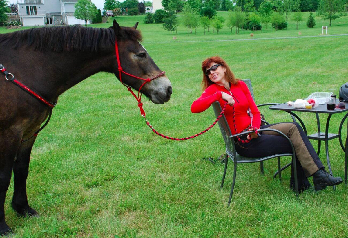 A haltered horse with a person at a table. 