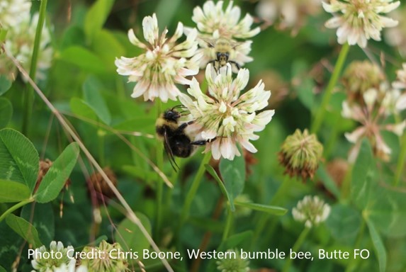 Western Bumble Bee