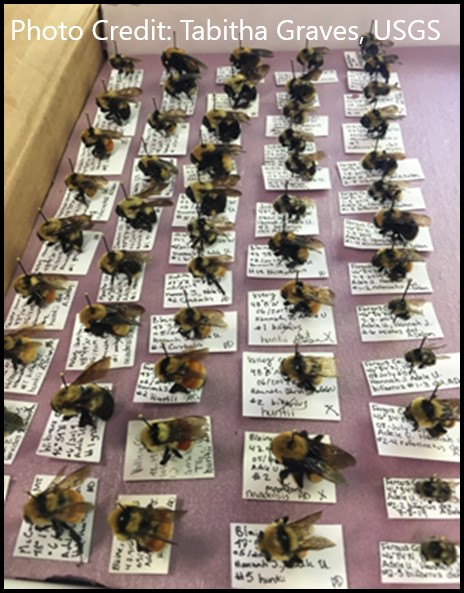 Bee Samples