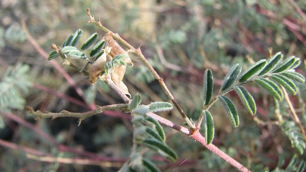 close-up of skiff milkvetch plant