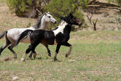 two horses