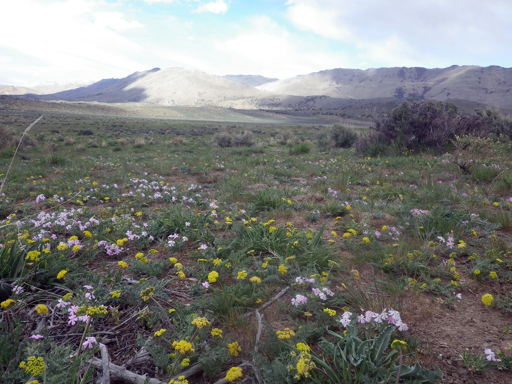 Phlox and lomatium in flower in the great Basin