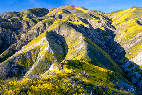 The 2017 super bloom at Carrizo Plains National Monument, California