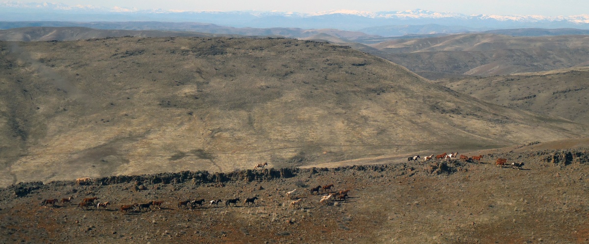 Four Mile Herd Management Area in Idaho. BLM photo.