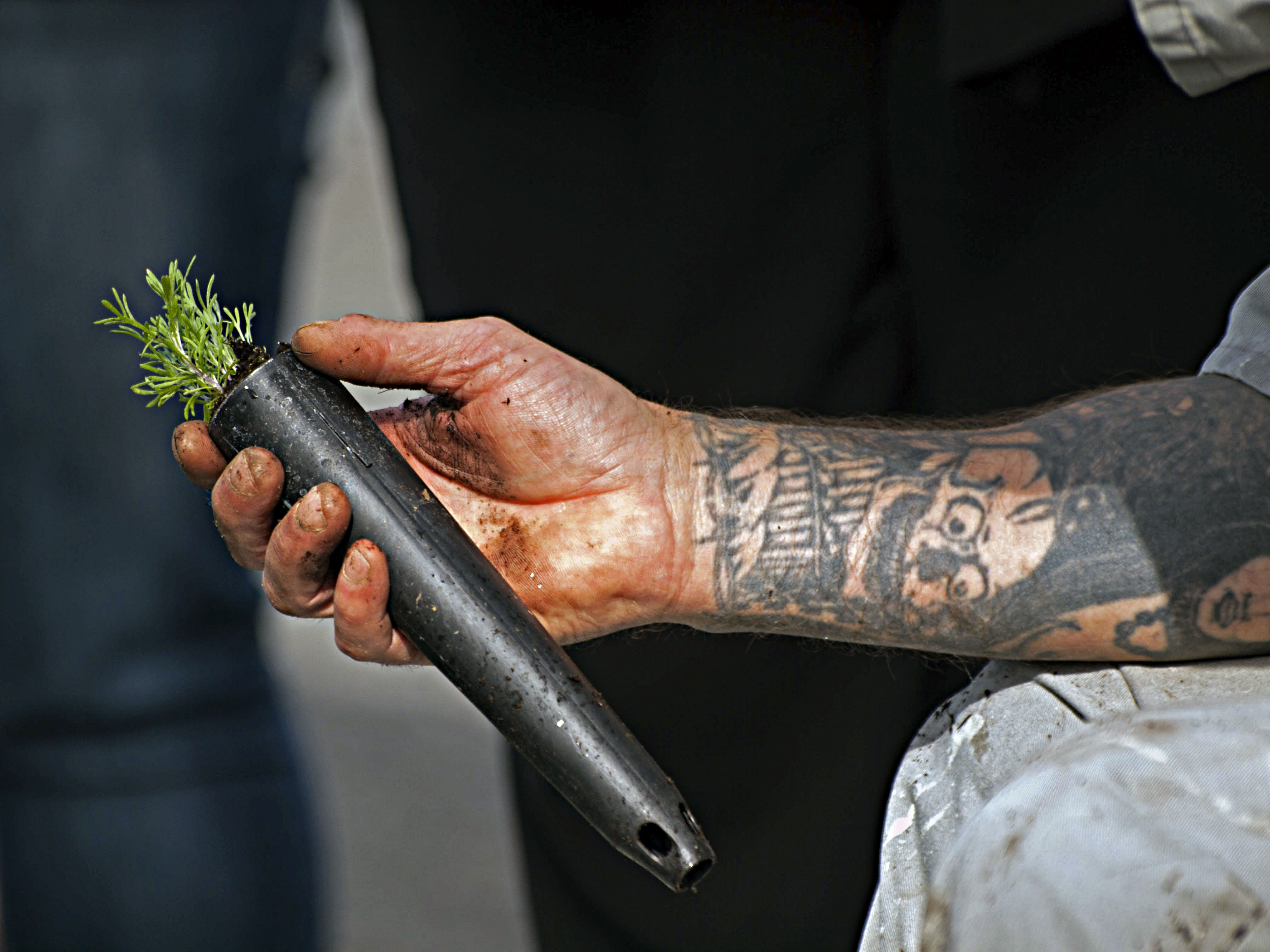 Inmates at Coyote Ridge Corrections Center, southwest of Spokane, Wash., water, fertilize and thin sagebrush plants they are growing for the BLM, Sept. 8, 2015. Photo by Jeff Clark, BLM