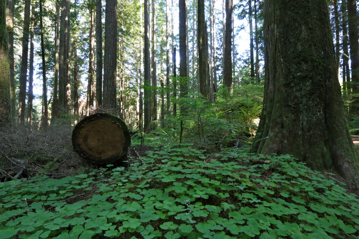 A landscape shot of a forest, with one tree cut. Photo BLM Oregon.