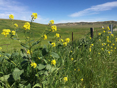 Wildflowers grow along a fenceline with grass covered hills in the background. Photo by Serena Baker, BLM.