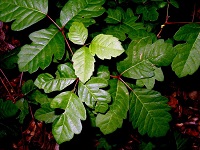 poison oak