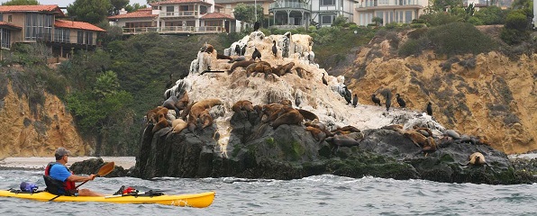 A kayaker paddles at a safe distance from marine animals while enjoying the rich beauty of Point Vicente, which is considered the centerpiece of breathtaking coastline vistas, dramatic steep cliffs, gracefully rolling hills, and deep canyons. It is a perfect gateway to Discover the Coast.