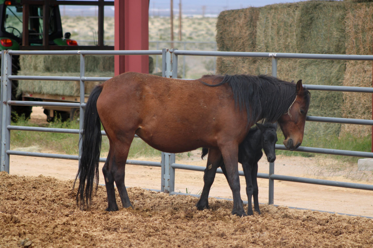 Brown horse runs in pun. BLM photo,