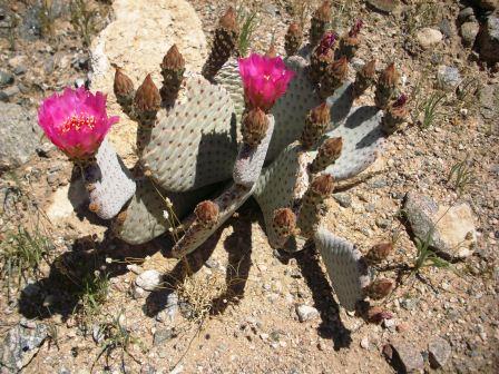 Beavertail Cactus photo