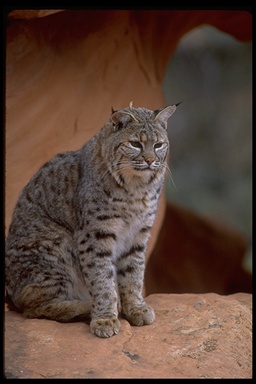 Bobcat photo