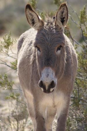 Wild Burro photo