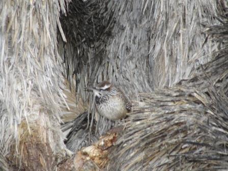 Cactus Wren photo