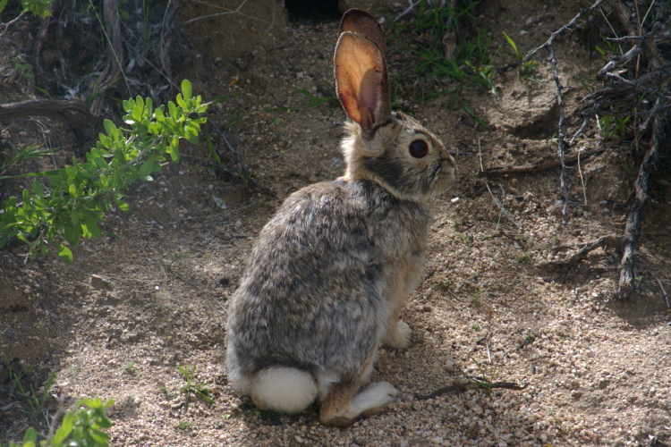 Desert Cottontail photo