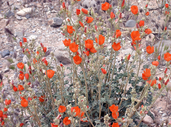 Globemallow photo by Susan Murphy