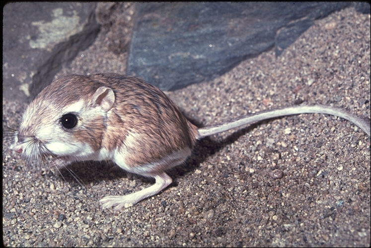 Kangaroo Rat photo