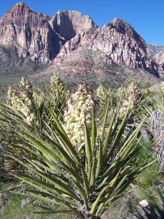 Mojave Yucca photo by Kate Sorom